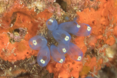 Clavelina