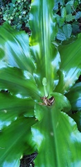 Veltheimia bracteata
