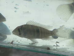 Gymnogeophagus meridionalis