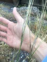 Nassella lepida