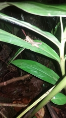 Ommatolampis perspicillata