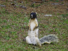 Sciurus niger niger