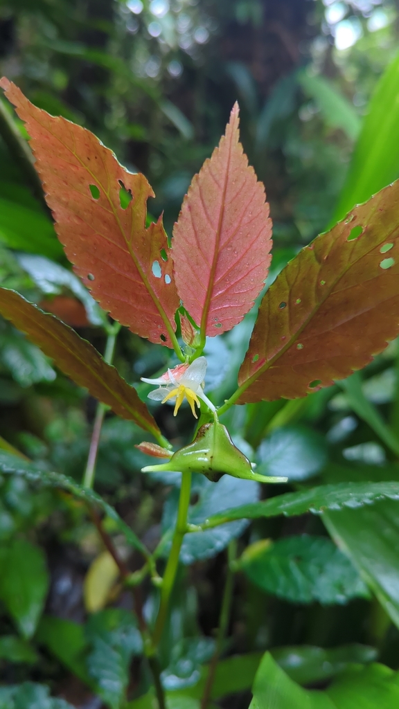 Begonia solaniflora