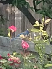 Aphelocoma californica