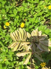 Sphagneticola trilobata