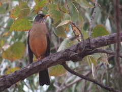 Turdus falcklandii