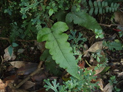 Stegnogramma wilfordii