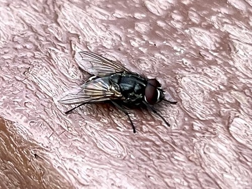Face fly