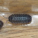 Petralona Pill Woodlouse - Photo (c) juliusj, some rights reserved (CC BY-NC)