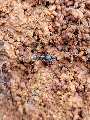 Western Dracula Ant