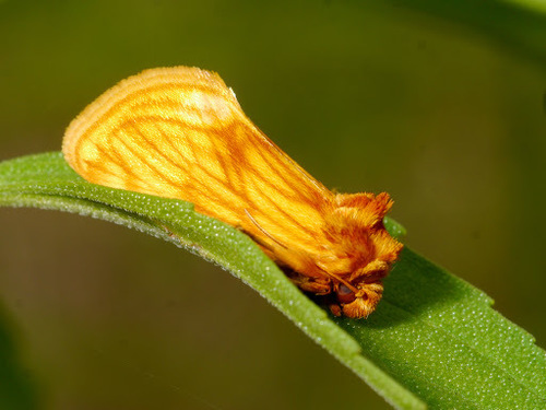 Cirrhophanus pretiosa Morrison, 1875