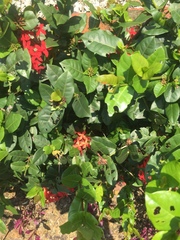 Ixora