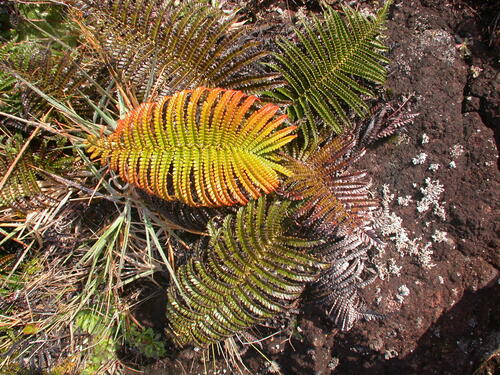 Sadleria pallida observed 2004-03-17