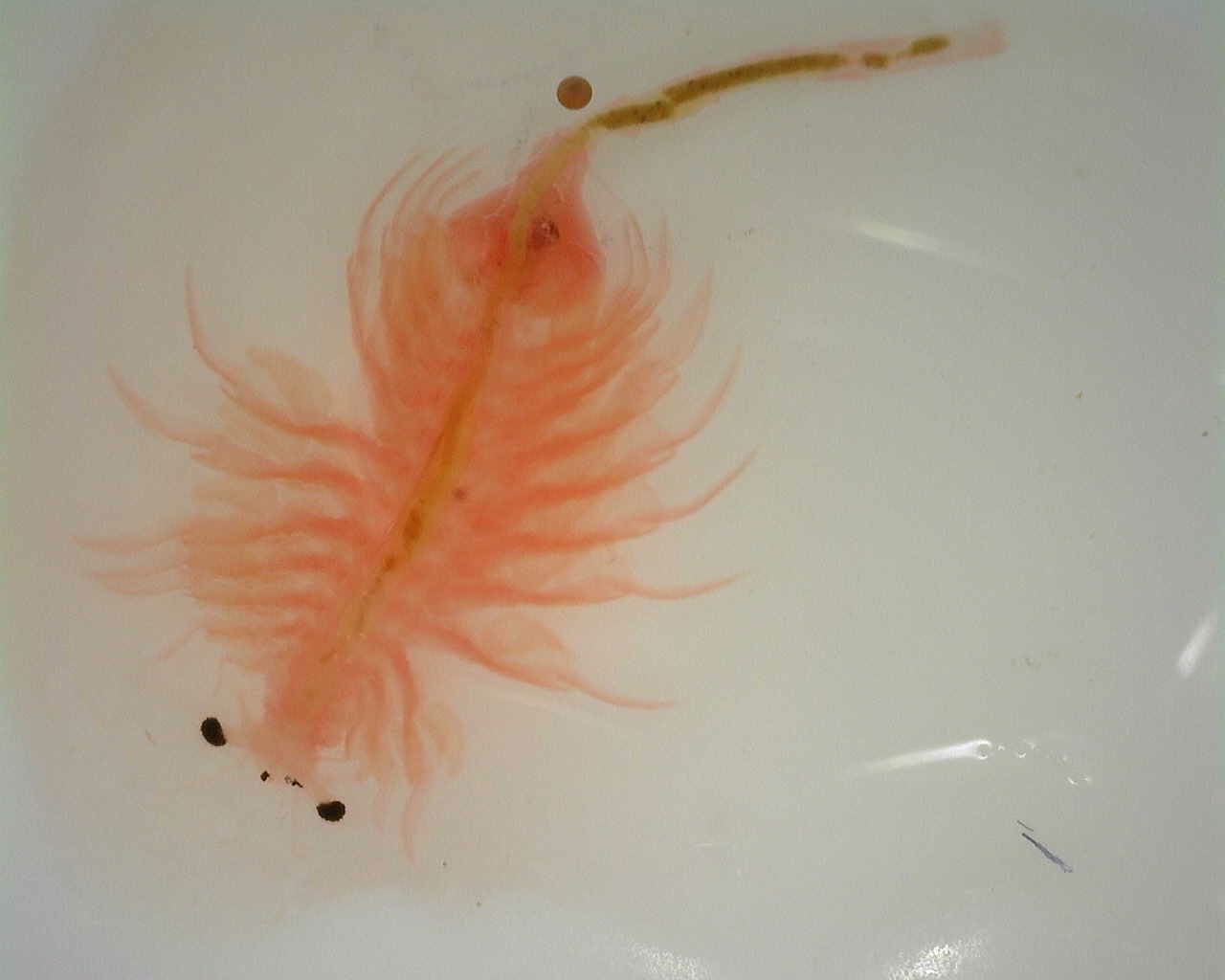 Artemia monica Verrill, 1869