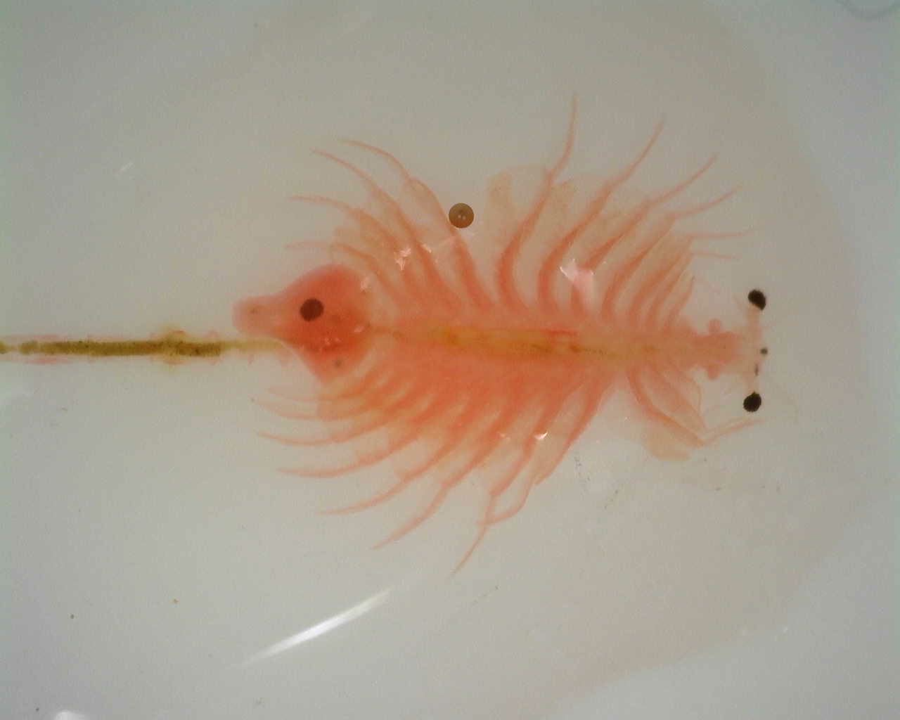 Artemia monica Verrill, 1869