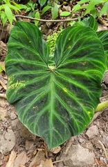 Philodendron verrucosum image