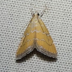 Xanthophysa psychicalis