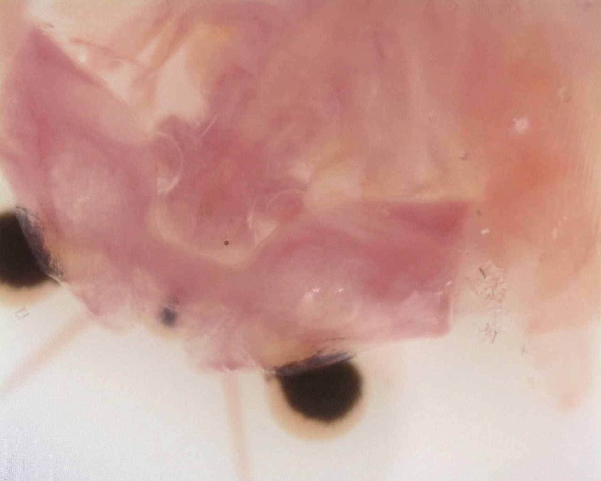 Artemia monica Verrill, 1869