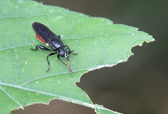 Lampria bicolor