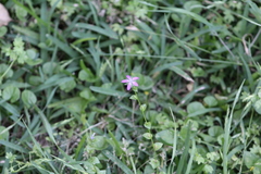 Triodanis biflora