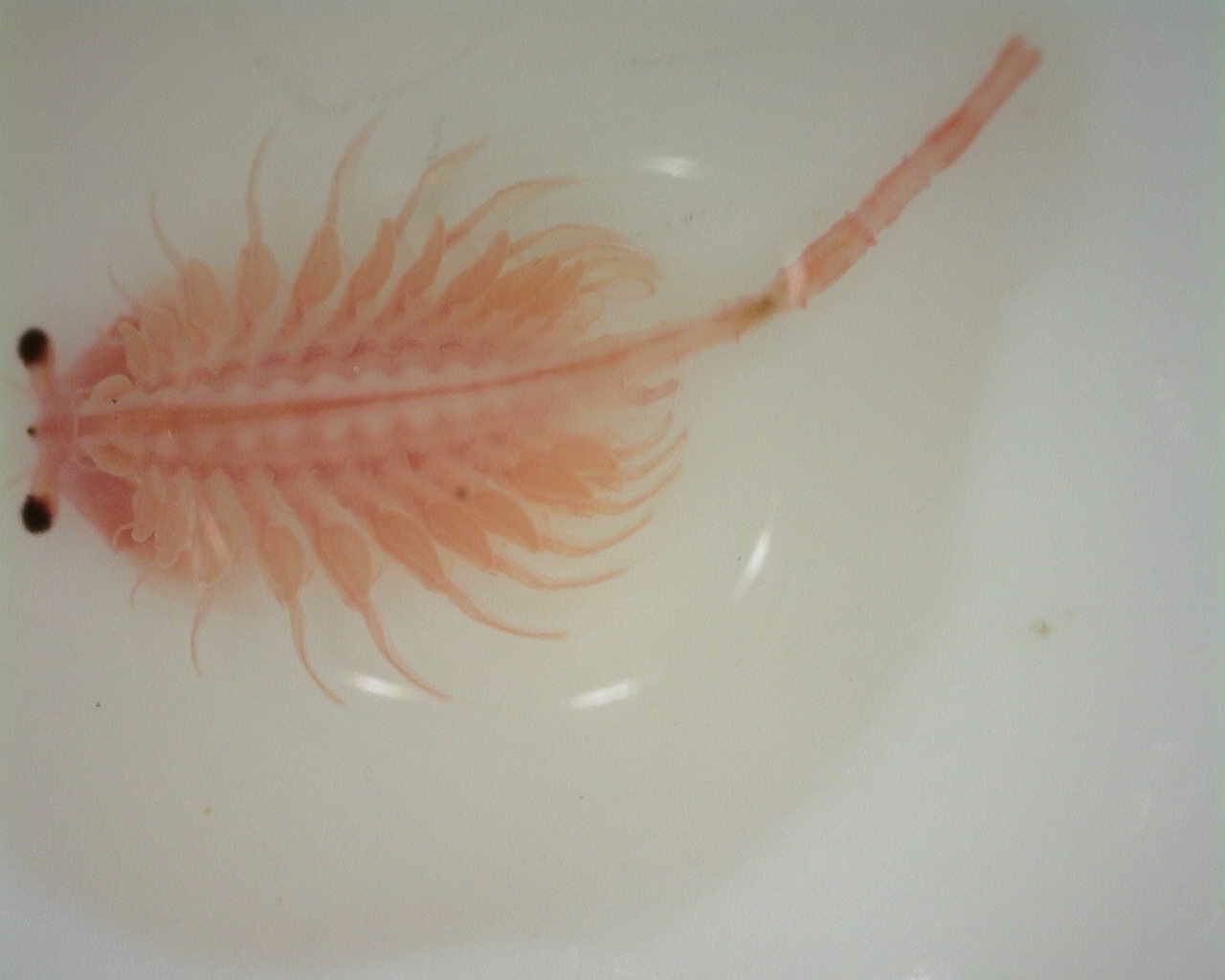 Artemia monica Verrill, 1869