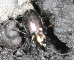 Agonum muelleri