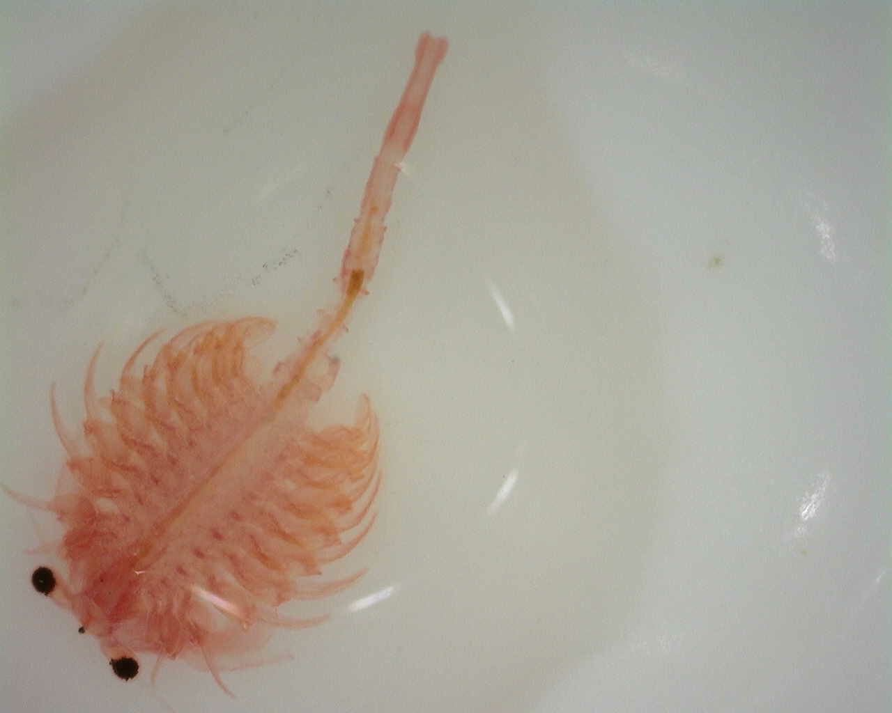 Artemia monica Verrill, 1869