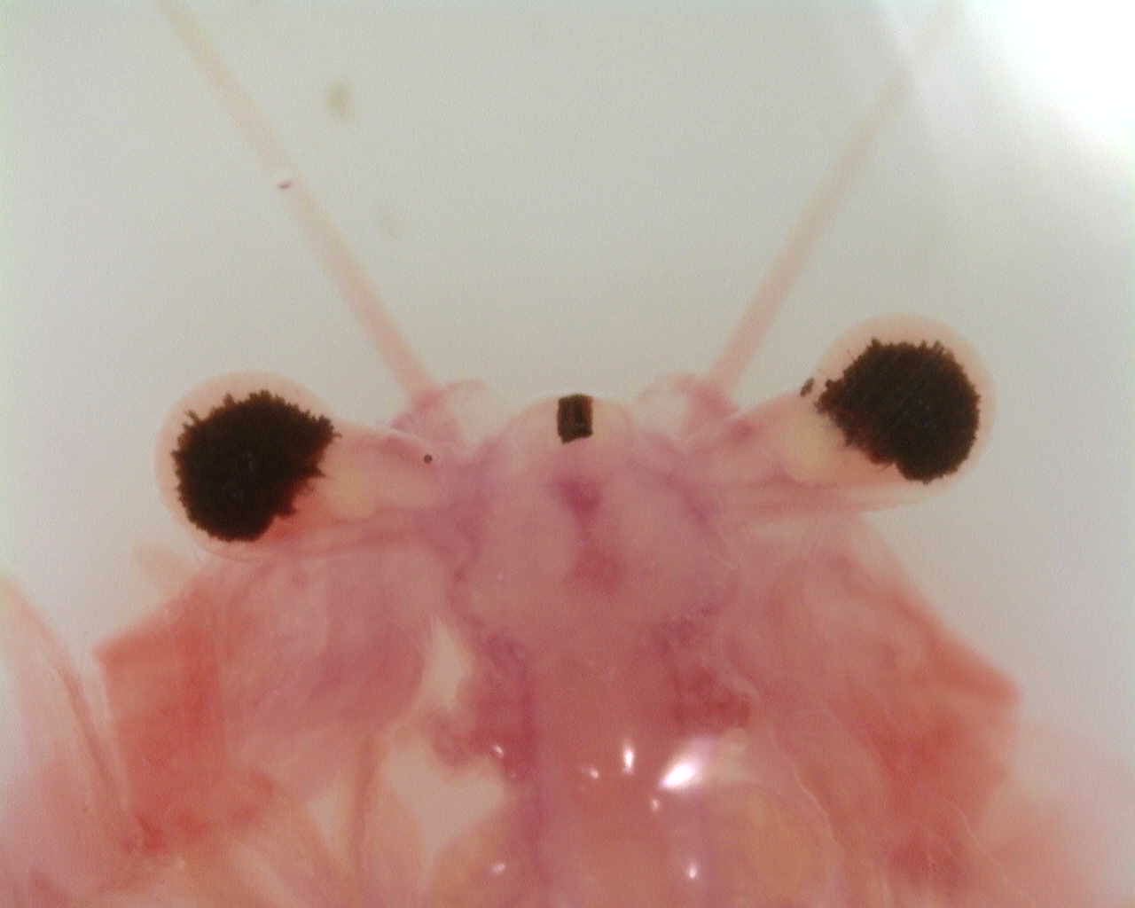 Artemia monica Verrill, 1869