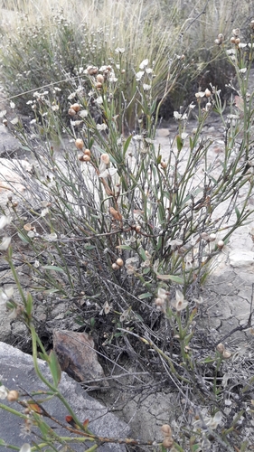 Menodora decemfida