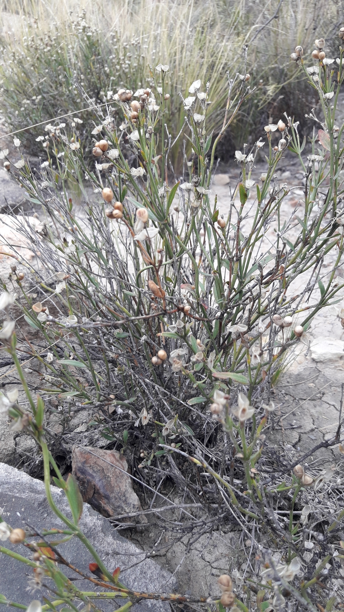 Menodora decemfida