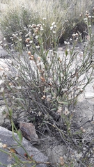 Menodora decemfida
