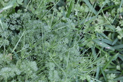 Scandix pecten-veneris