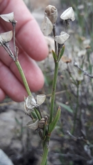 Menodora decemfida