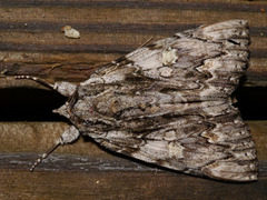 Catocala coccinata