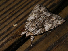 Catocala coccinata