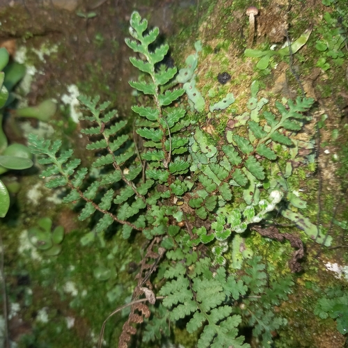 Image of Scaly Fern (Asplenium cordatum) by (c) kevin koen, some rights reserved (CC BY-SA)