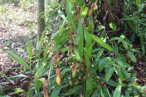 Image of Nepenthes distillatoria by (c) Edmundas Greimas, some rights reserved (CC BY)