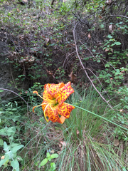 Lilium humboldtii