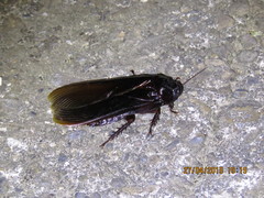 Panesthiinae