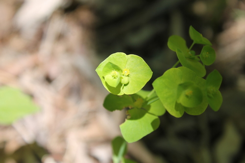 Ouachita spurge (Euphorbia ouachitana)