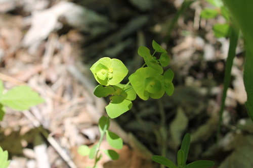 Image of Euphorbia ouachitana by (c) Dominic, some rights reserved (CC BY)