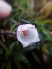 Disterigma pernettyoides