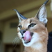 Felidae - Photo (c) Steve Jurvetson, μερικά δικαιώματα διατηρούνται (CC BY)