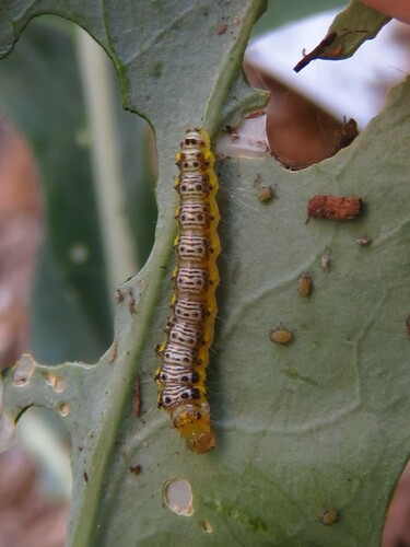 Cross-striped Cabbageworm Moth photo 4