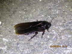 Panesthiinae