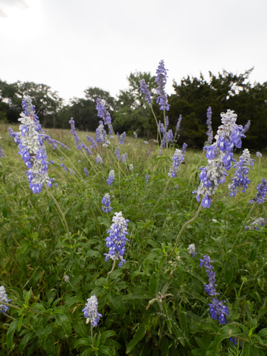 Salvia farinacea