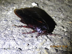 Panesthiinae