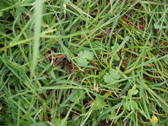 Hydrocotyle ramiflora