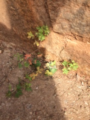 Geranium carolinianum carolinianum