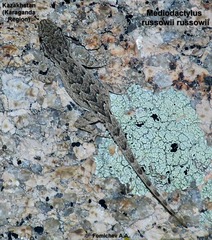 Mediodactylus russowii